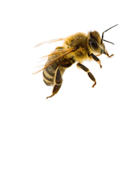 bee